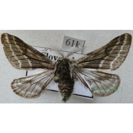 Lycia zonaria (Denis & Schiffermüller, 1775) male Włochacz pasiak Slovenia61k